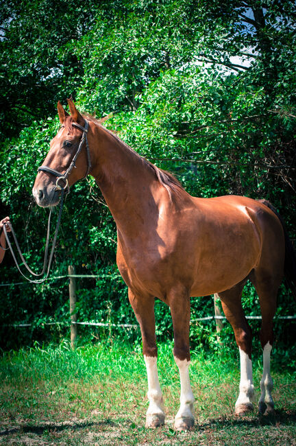 Gefahrenen wunderschönen KWPN Wallach, Pauline Erös, Horses For Sale, Gleisdorf, Image 2