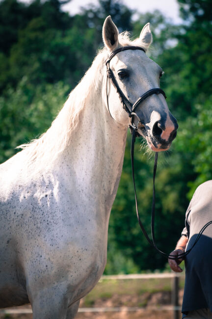 Gefahrene wunderschöne KWPN Stute, Pauline Erös, Horses For Sale, Gleisdorf, Image 2