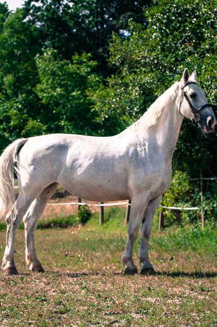 Gefahrene wunderschöne KWPN Stute, Pauline Erös, Horses For Sale, Gleisdorf, Image 3