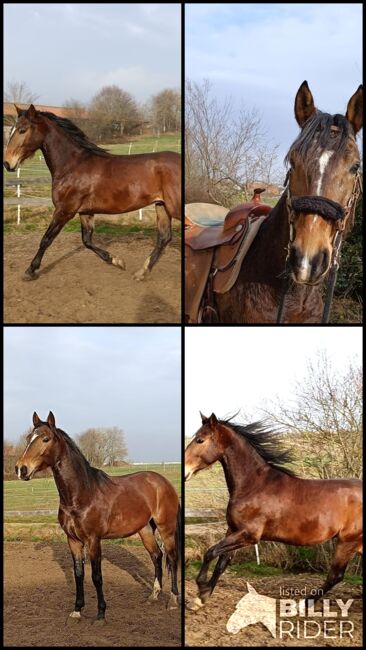 lieber Cruzado Wallach, Kerstin Rehbehn (Pferdemarketing Ost), Horses For Sale, Nienburg, Image 8