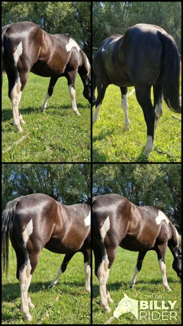 Deckanzeige Painthorse, A. Schubert, Horses For Sale, Nottleben , Image 5