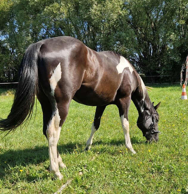 Deckanzeige Painthorse, A. Schubert, Horses For Sale, Nottleben , Image 4