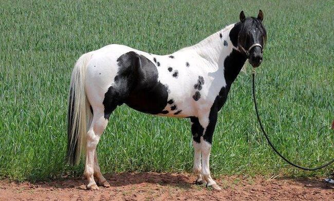 Deckanzeige Paint Horse Deckhengste HOMOZYGOT Gefriersperma, T. Kern, Pferd kaufen, Reichenbach-Steegen, Abbildung 10