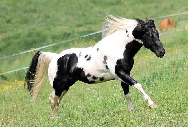 Deckanzeige Paint Horse Deckhengste HOMOZYGOT Gefriersperma, T. Kern, Pferd kaufen, Reichenbach-Steegen, Abbildung 11