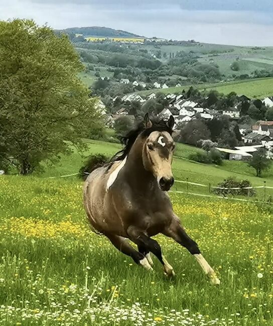 Deckanzeige Paint Horse Deckhengste HOMOZYGOT Gefriersperma, T. Kern, Pferd kaufen, Reichenbach-Steegen, Abbildung 5