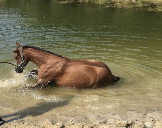 Deutsche Reitponystute, Dunkelfuchsstute, Bianca , Pferd kaufen, Tiddische , Abbildung 5