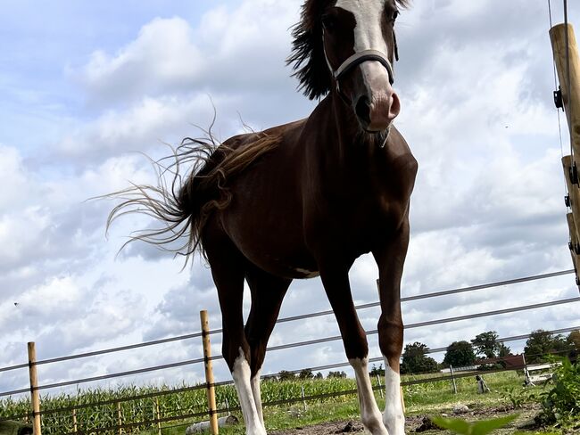 Deutsches Reitpony Stute Dreidimensional NRW 1J Dressurpony, B.Heuer , Pferd kaufen, Celle 