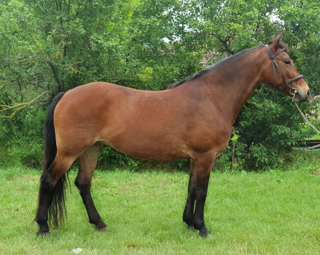 Dézy neues zu Hause, Nagy Horses , Horses For Sale, Mezőberény 