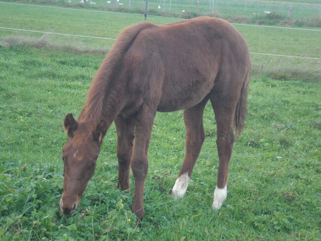 Dieser hübscher Bursche sucht immer noch ein neues zu Hause!, cw, Pferd kaufen, Breitenbrunn