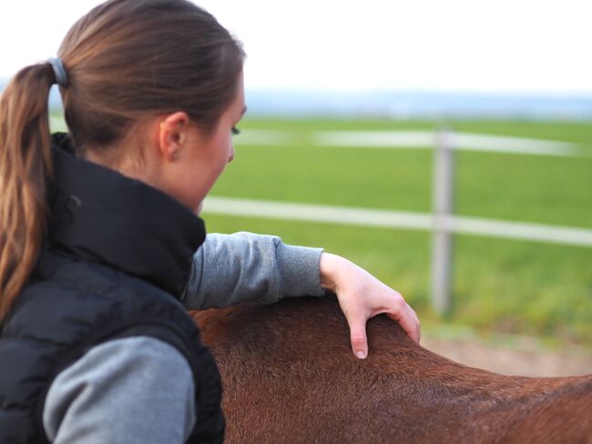 DIPO Pferdeosteopathie und Pferdephysiotherapie, Lasertherapie, Bemer, Pferdeosteopathie Laura Tourniaire, Therapie & Behandlung, Weisendorf, Abbildung 2