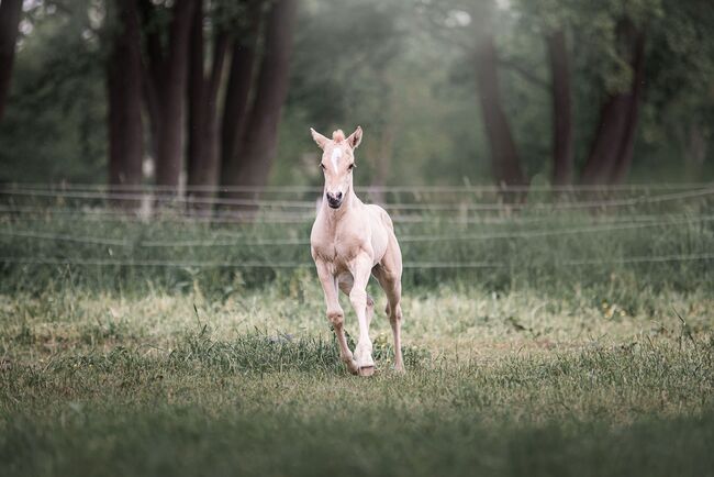 Dunalino (Palomino) Appaloosa mit Quarter Blut Jährling Hengst, Janina, Pferd kaufen, Wunstorf, Abbildung 3