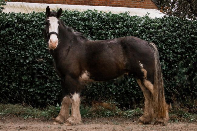 Donkerbruine Shire, Niedorp, Pferd kaufen, Onstwedde