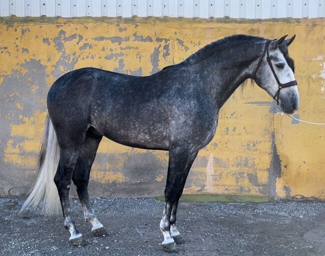 Edler Schimmelhengst 4 Jahre & 168cm, Post-Your-Horse.com (Caballoria S.L.), Pferd kaufen, Rafelguaraf, Abbildung 6