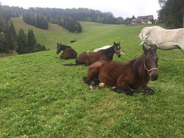 Einstellplatz Pensionsplatz für Pferde mit Lungenproblemen oder Sommerekzem!, E.C., Stallplätze, Reichenfels, Abbildung 6