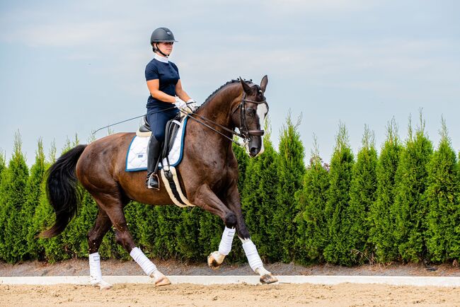 Turniererfahrener KWPN Wallach von Geoge Clooney x Negro, Pferdevermittlung Leus, Horses For Sale, Rietz – Neuendorf, Image 2