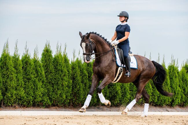 Turniererfahrener KWPN Wallach von Geoge Clooney x Negro, Pferdevermittlung Leus, Horses For Sale, Rietz – Neuendorf, Image 3