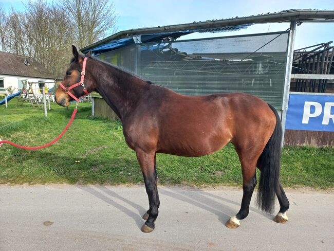 Turniererfahrene Stute von Tangelo Van De Zuuthoeve x Burggraf, Pferdevermittlung Leus, Horses For Sale, Kiel, Image 5