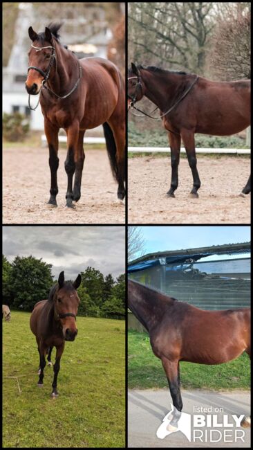 Turniererfahrene Stute von Tangelo Van De Zuuthoeve x Burggraf, Pferdevermittlung Leus, Horses For Sale, Kiel, Image 6