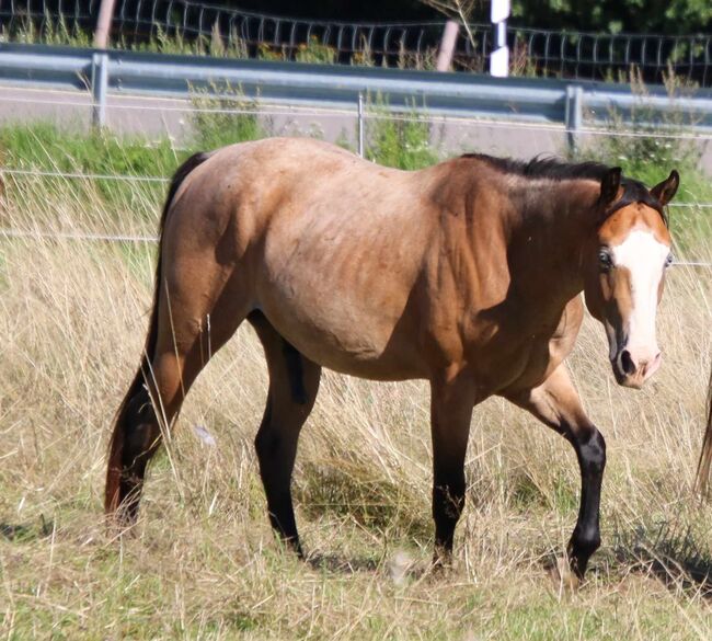 ausdrucksstarker Paint Horse Hengst, Kerstin Rehbehn (Pferdemarketing Ost), Horses For Sale, Nienburg, Image 3