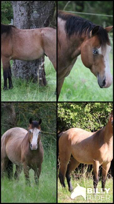 ausdrucksstarker Paint Horse Hengst, Kerstin Rehbehn (Pferdemarketing Ost), Horses For Sale, Nienburg, Image 5