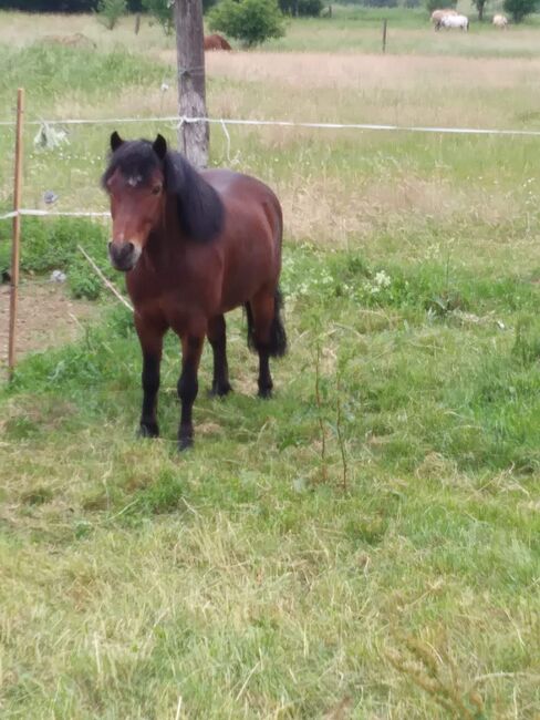 Beistellpony Stute, Tauer Walter, Horses For Sale, Amstetten , Image 2