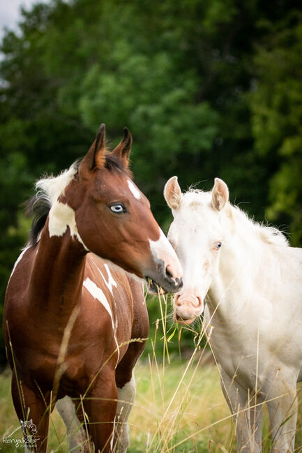 Eycatcher Paint Horse Fohlen Stute, Rainer, Horses For Sale, Wernigerode, Image 2