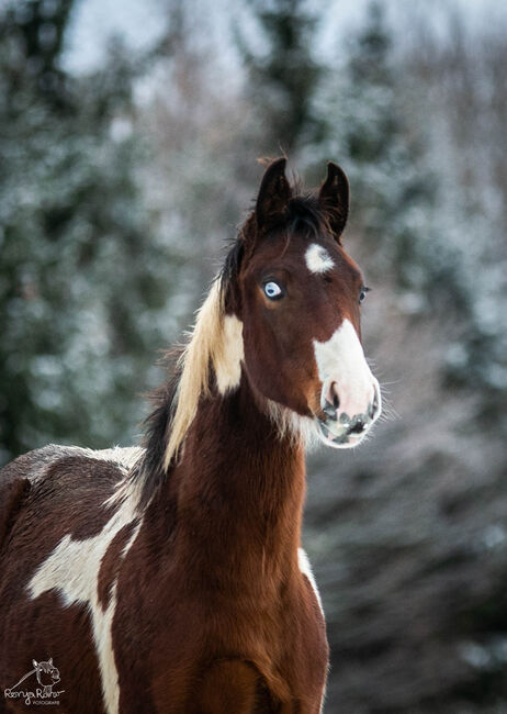 Eycatcher Paint Horse Fohlen Stute, Rainer, Pferd kaufen, Wernigerode