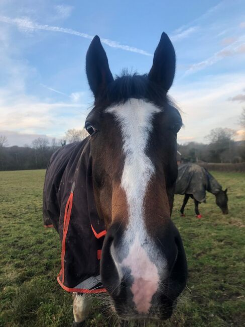 Eye catching Dressage Prospect, Charlotte , Pferd kaufen, Cranleigh , Abbildung 2