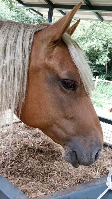 Eyecatcher = Haflinger-Quarter-Mix Stute sucht neue Aufgabe, Pferdevermittlung Leus (Pferdevermittlung Leus ), Pferd kaufen, Filsum, Abbildung 5