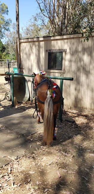 Fancy Shetland driving pony, Chandra , Horses For Sale, Herald , Image 3