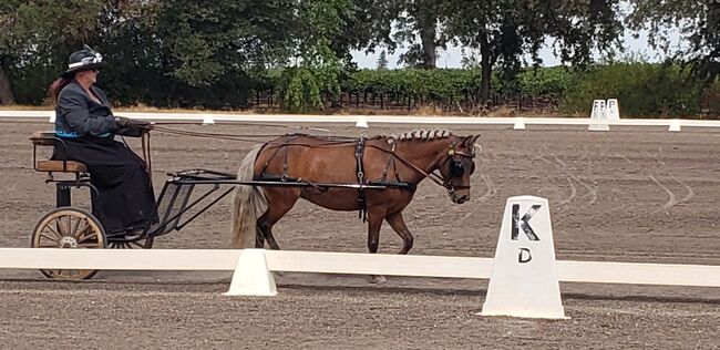 Fancy Shetland driving pony, Chandra , Horses For Sale, Herald 