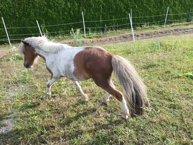 Fast wie ein eigenes Pferd oder pony, Tina, Reitbeteiligungen, Döbeln, Abbildung 12