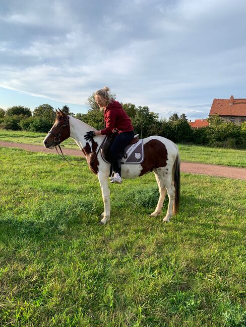 Endmaßpony zu verkaufen, Leatitia, Horses For Sale, Gröningen , Image 6