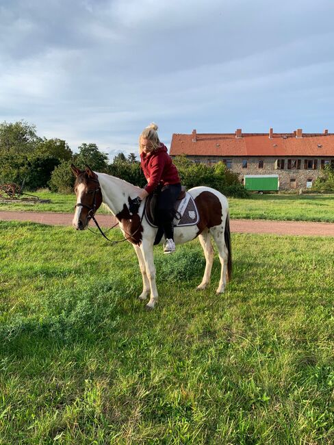 Endmaßpony zu verkaufen, Leatitia, Horses For Sale, Gröningen , Image 4