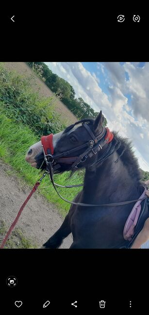 For part loan only, Romany Eggerton , Horses For Sale, Wakefield , Image 3