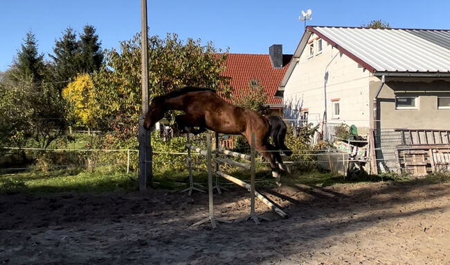 Freundlicher Wallach für Sport und Freizeit, MaWi, Pferd kaufen, Divitz-Spoldershagen, Abbildung 6