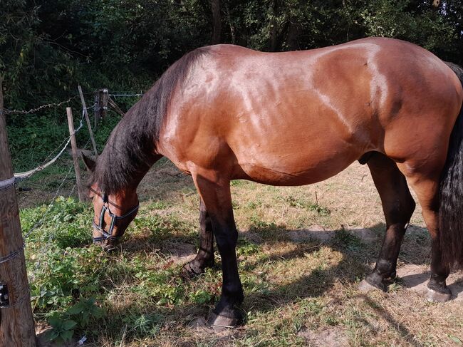 Friese-Warmblut-Mix sucht neues Zuhause, Tabea, Pferd kaufen, Haselünne, Abbildung 2