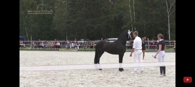 Friesenpferd, Martina Mueller , Horses For Sale, Bersteland, Image 3