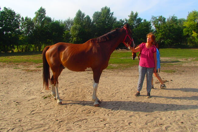 Fuchs, 11 Jahre Therapie - Pferd, Nikol Steincke , Pferd kaufen, Nagyszokoly 