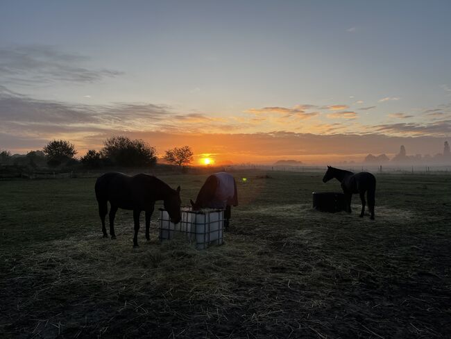 Vollpension für Stuten und Wallache, Box mit täglichen Ausgang, Anna Maria Pludra, Horse & Stable Mats, Wustermark