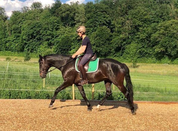 Funktionale Anatomie beim Reitpferd - Biomechanik in Bewegung 23.09.23, Isabel Hilpp, Kurse & Seminare  , Forst