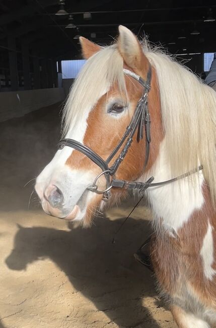 Ganz liebe Stute! ❤️🐴😍👍, Pferdeglück, Pferd kaufen, Pelmberg, Abbildung 2