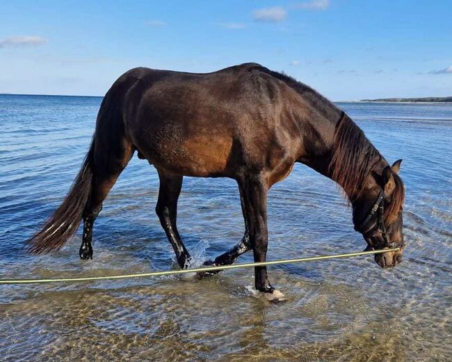 Gekörter PRE Hengst abstammend von Firma AP x Dandy II, Pferdevermittlung Leus, Pferd kaufen, Lubmin