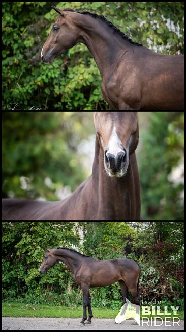 George Clooney x Herbstkonig, Imad, Horses For Sale, Den Bommel, Image 4