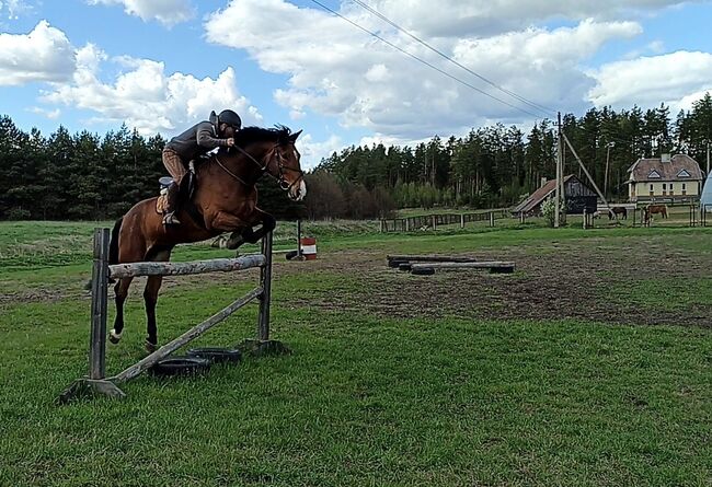 good jumping horse, Marius Kardokas, Pferd kaufen, Kalėnai, Abbildung 2