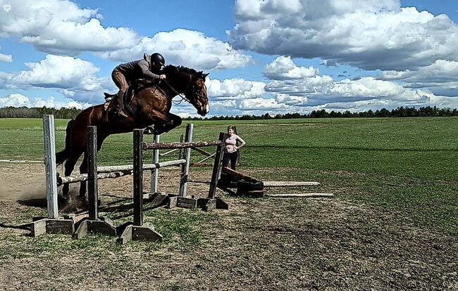 good jumping horse, Marius Kardokas, Pferd kaufen, Kalėnai, Abbildung 7
