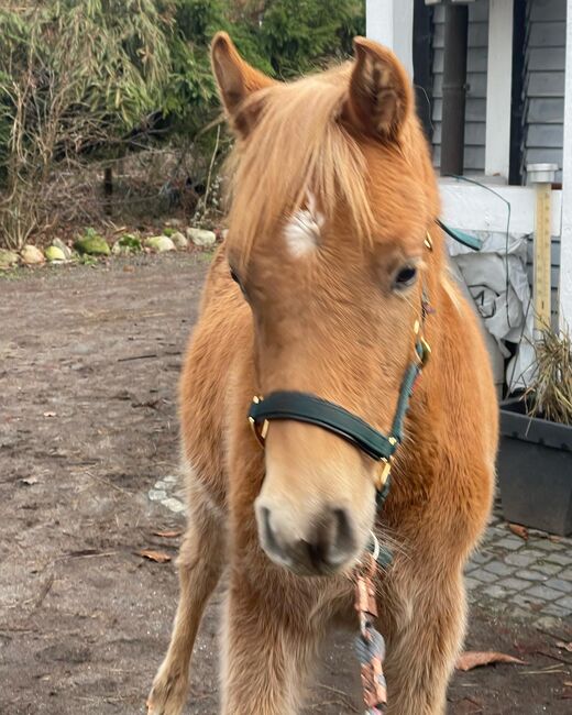 Haflinger Araber Mix ♥️, Nadine , Pferd kaufen, Struvenhütten, Abbildung 7