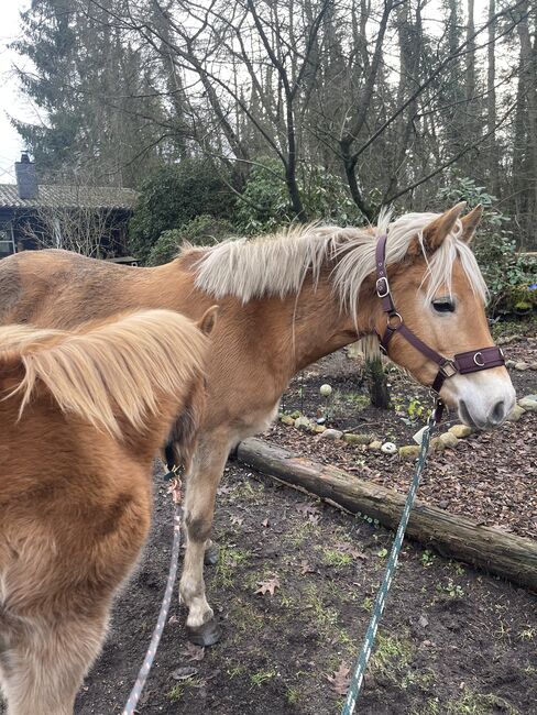 Haflinger Araber Mix ♥️, Nadine , Pferd kaufen, Struvenhütten, Abbildung 8