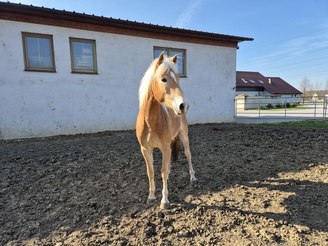 Haflinger Jungstuten, Sabine, Pferd kaufen, Ybbs, Abbildung 3