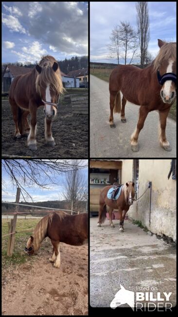 Haflinger-Mix Stute zu Verkaufen, Frau Hirtl, Pferd kaufen, Klöch, Abbildung 5